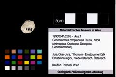 Foto (Objekt + Etikett) von Goniodromites complanatus (Reuss, 1858)  (NHMW-GEO-1990-0041-2505)